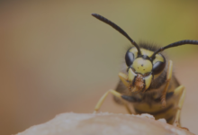 Protecting Your Home the Right Way: Wasp Exterminator in Chelmsford