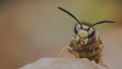 Protecting Your Home the Right Way: Wasp Exterminator in Chelmsford