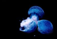 must see anime downloads