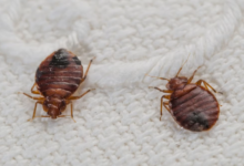 Bedbug Infestations: Causes, Signs, and Solutions