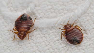 Bedbug Infestations: Causes, Signs, and Solutions