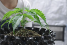 The Rise of Dispensary Cannabis Culture