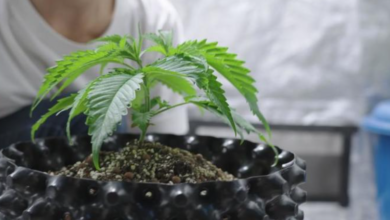 The Rise of Dispensary Cannabis Culture