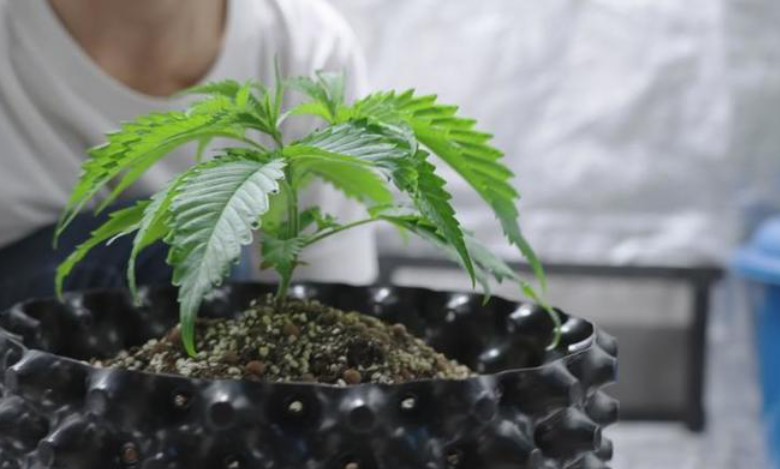 The Rise of Dispensary Cannabis Culture